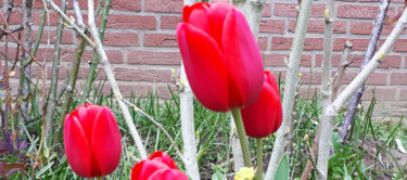 Tulpen